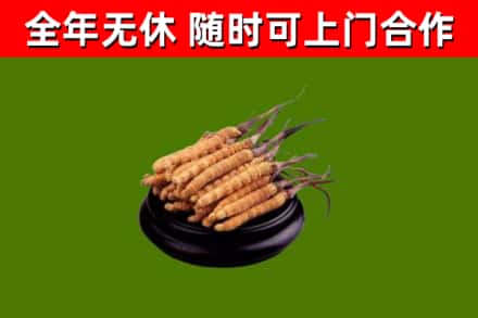 宜兴烟酒回收冬虫夏草.jpg